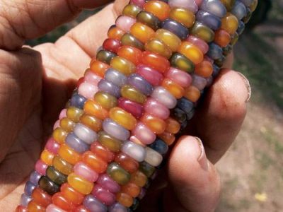 ‘Carl's Glass Gems’ corn